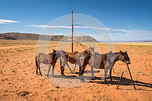 Wild horse of the Namib desert near Aus, south Namibia