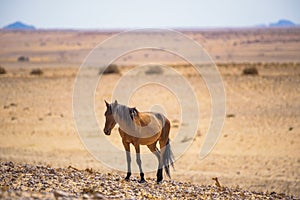 Wild horse of the Namib desert near Garub, south Namibia