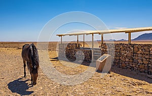 Wild horse of the Namib desert at observation viewpoint near Aus, south Namibia