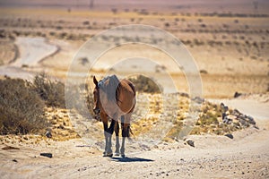 Wild horse of the Namib desert walks on a dirt road near Aus, south Namibia