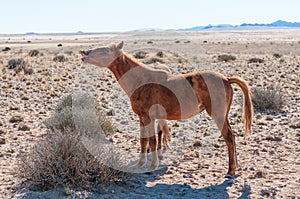 A wild horse of the Namib neighing