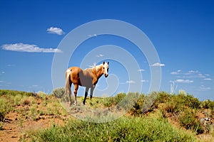 Wild horse in nature