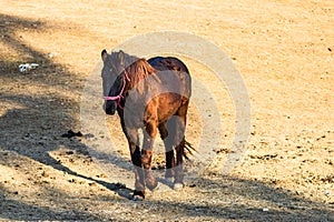 Wild horse in nature in the sunset light. Horse farm located in Valea Sipotului, Romania