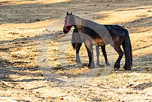 Wild horse in nature in the sunset light. Horse farm located in Valea Sipotului, Romania