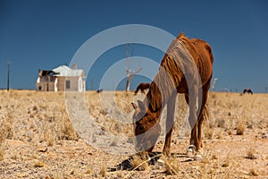 Wild horse near aus
