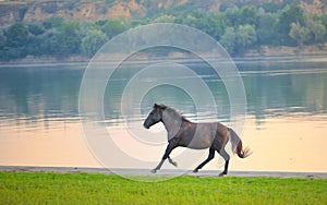 Wild horse near Danube river