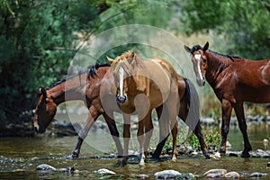 Wild Horse Party