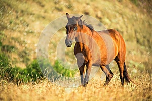 Wild horse on pasture at sunrise