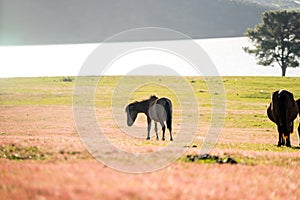 Wild horse on pink glass fiield- DALAT, VIETNAM