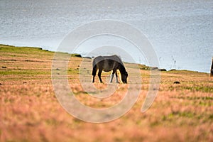 Wild horse on pink glass fiield- DALAT, VIETNAM