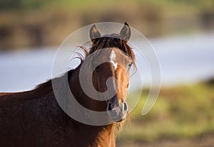 Wild Horse Portrait