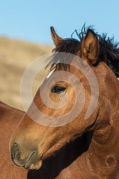 Wild Horse Portrait