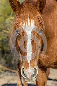 Wild Horse Portrait