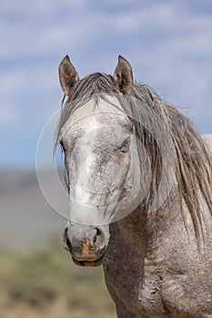 Wild Horse Portrait