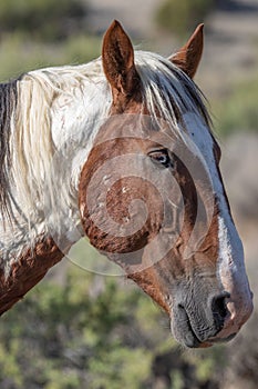 Wild Horse Portrait in Sand Wash Basin Colorado