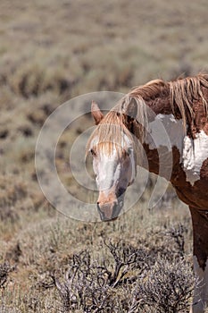 Wild Horse Portrait in Summer