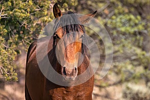 A Wild Horse Poses for the Camera