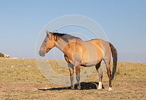 Wild Horse pregnant mare on Tillett Ridge in the Pryor Mountains Wild Horse Range in Wyoming USA