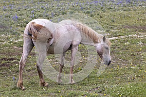 Wild Horse in the Pryor Mountains in Summer photo