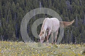 Wild Horse in the Pryor Mountains in Summer photo