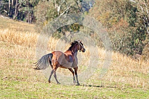 A Wild Horse Racing Across The Plains