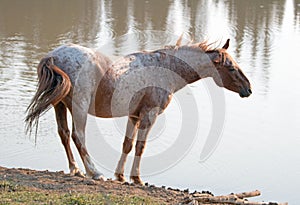 Wild Horse - Red Roan Stallion shaking and stretching out at the waterhole in the Pryor Mountains Wild Horse Range in Montana USA