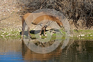 Wild Horse Reflected in River