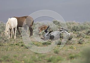 Wild horse rolling in dirt