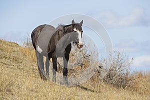 Wild horse in roosevelt national park