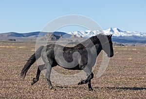 Wild Horse Running Across the Utah Desert