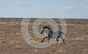 Wild Horse Running Across the Utah Desert