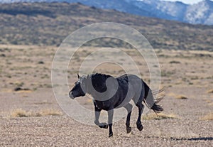 Wild Horse Running Across the Utah Desert