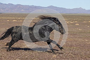 Wild Horse Running Across the Utah Desert