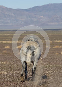 Wild Horse Running Away Across Desert