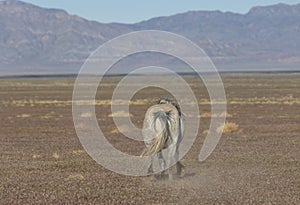 Wild Horse Running Away Across the Utah Desert