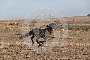 Wild Horse Running in the Desert