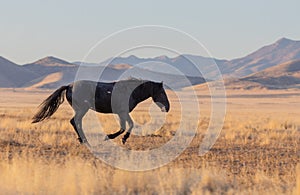 Wild Horse Running in Fall in Utah