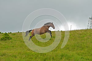 Wild horse running and jumping