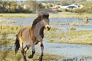 Wild horse running near bird meadows