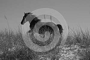 Wild horse running on sand dunes in OBX.
