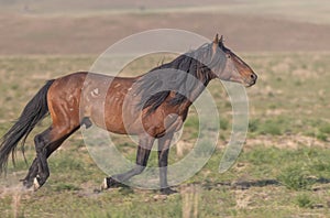 Wild Horse Running in Spring in the Utah Desert