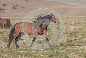 Wild Horse Running in Springtime in the Utah Desert