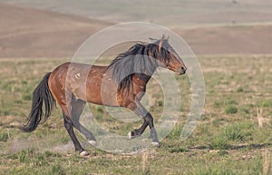 Wild Horse Running in Springtime in the Utah Desert