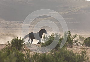 Wild Horse Running in the Utah Desert