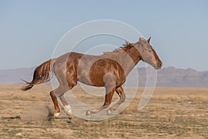 Wild Horse Running in the Utah Desert