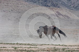 Wild Horse Running in the Utah Desert