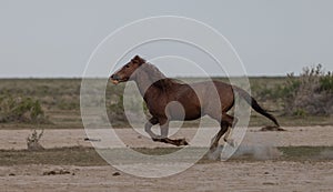 Wild Horse Running in the Utah Desert