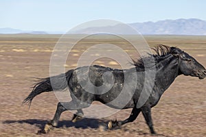 Wild Horse Running in the Utah Desert in Spring