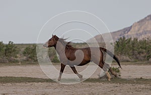 Wild Horse Running in the Utah Desert in Springtime