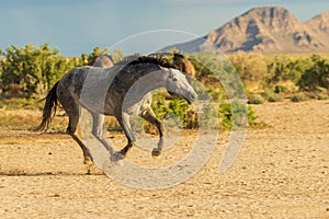 Wild Horse Running